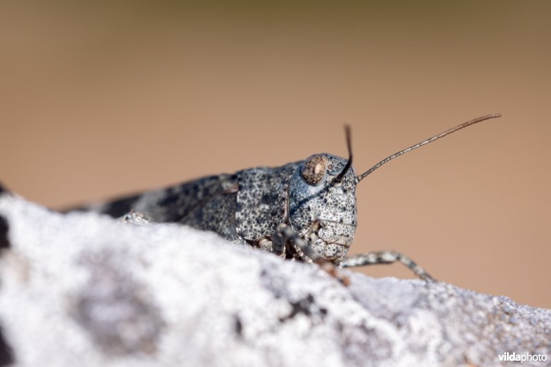 Roodvleugelsprinkhaan