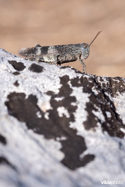 Roodvleugelsprinkhaan