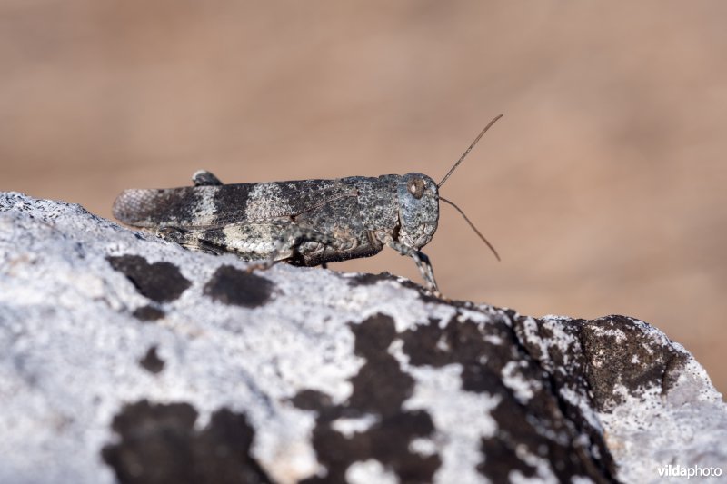 Roodvleugelsprinkhaan
