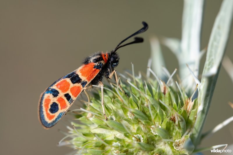 Geelgerande bloedvlekvlinder