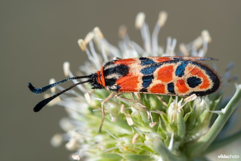 Geelgerande bloedvlekvlinder