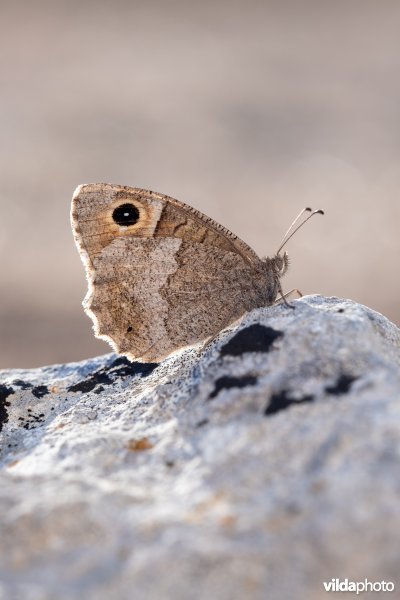 Kleine heivlinder