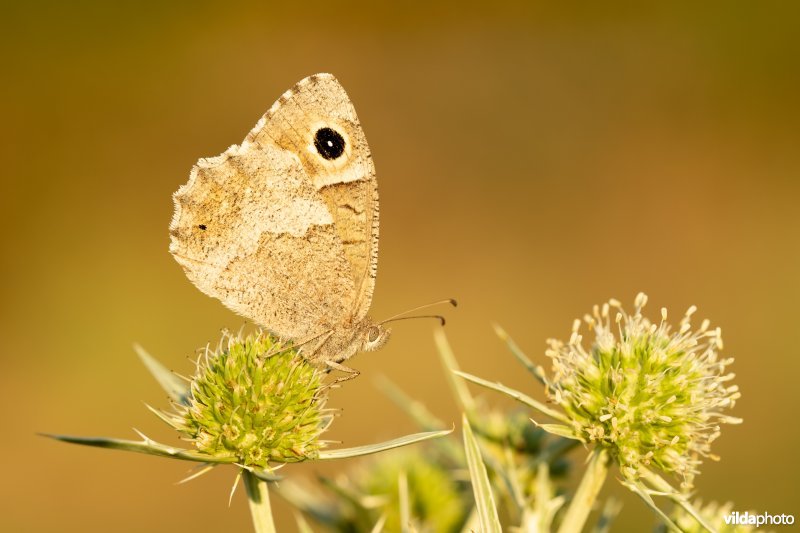 Kleine heivlinder