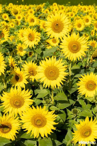 Veld zonnebloemen