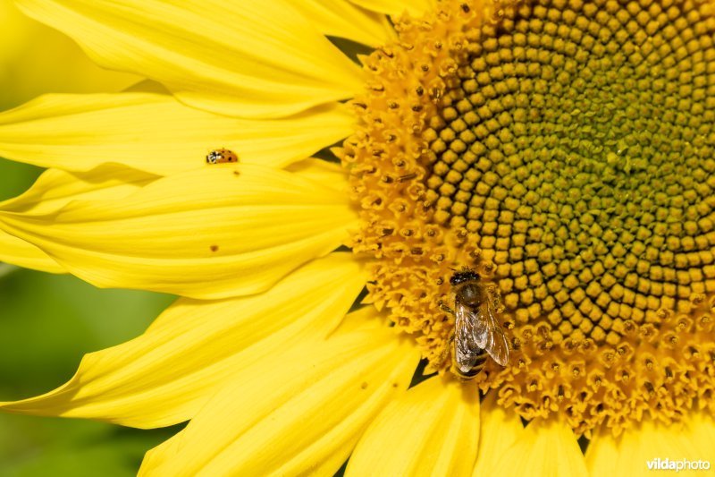 honingbij op zonnebloem