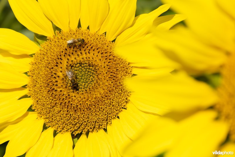 Honingbijen op zonnebloem