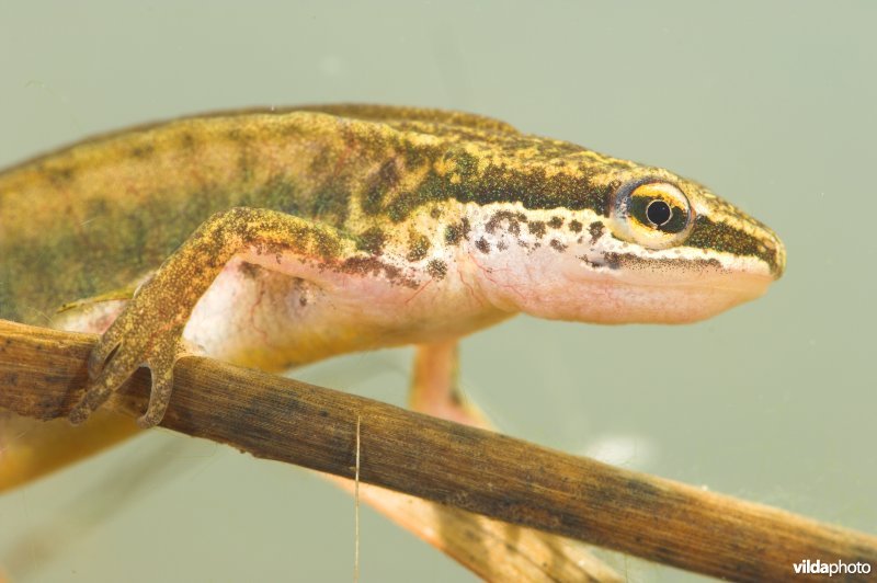 Vinpootsalamander