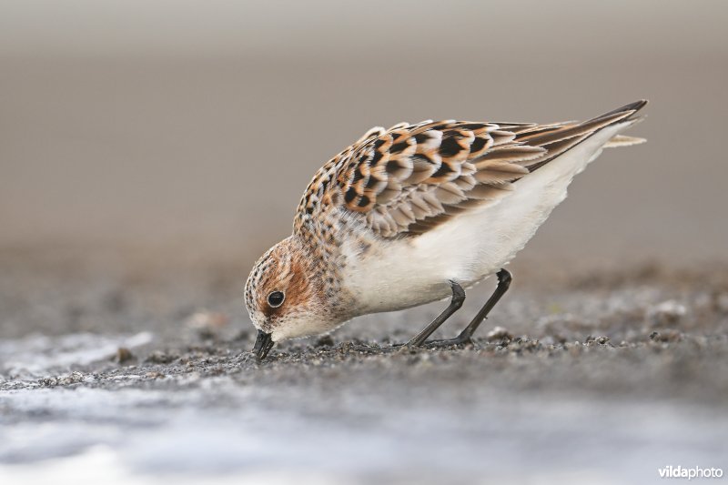 Kleine strandloper