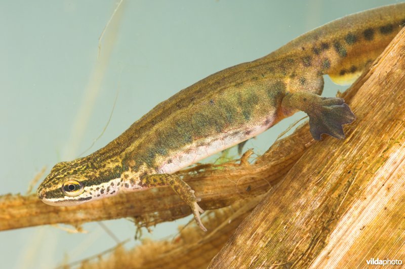 Vinpootsalamander