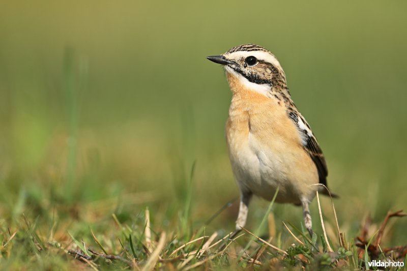 Mannetje Paapje