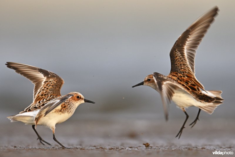 Vechtende Kleine strandlopers