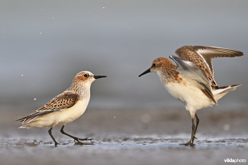 Kleine strandloper