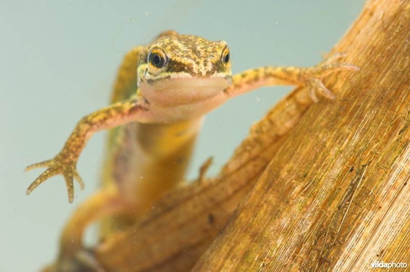 Vinpootsalamander