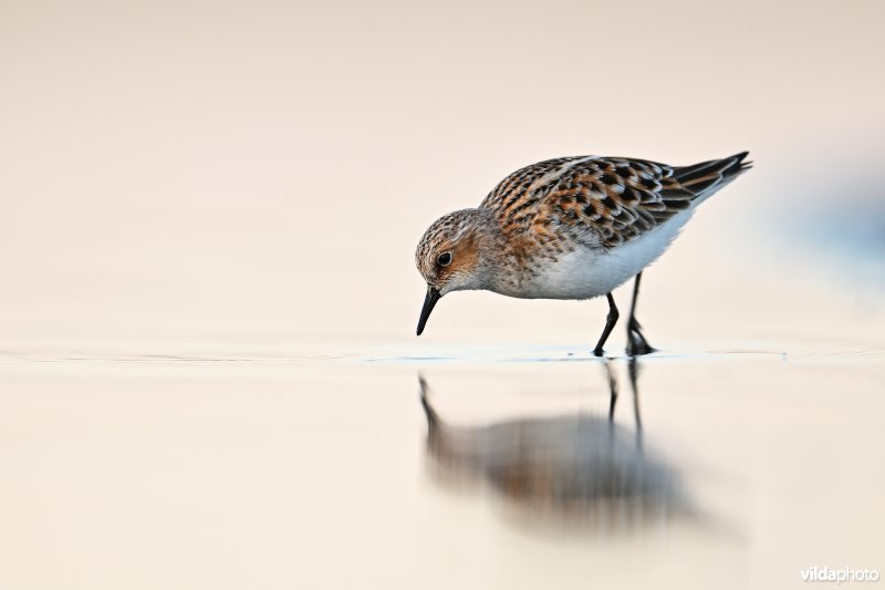 Kleine strandloper