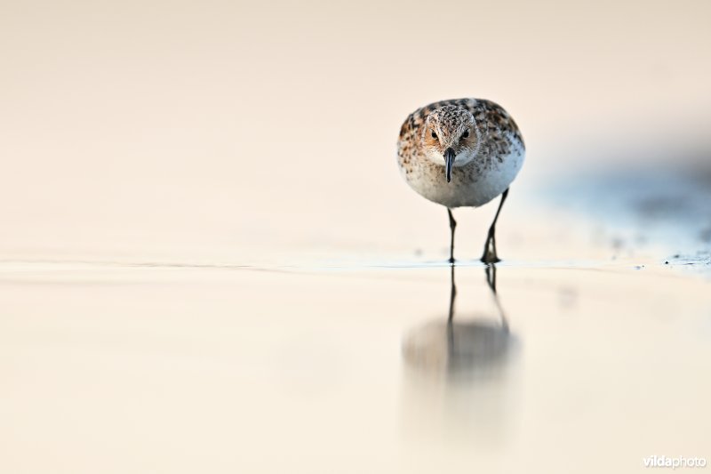 Kleine strandloper