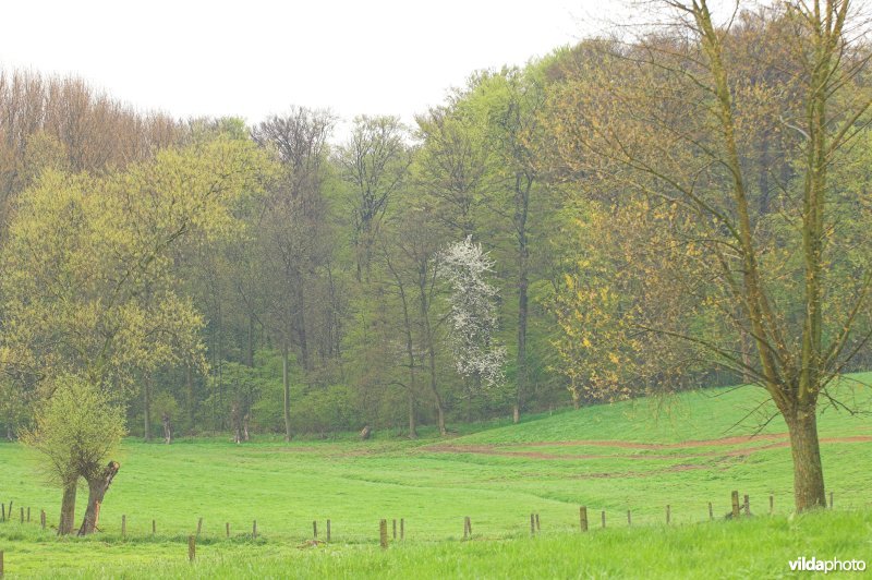 Zicht op Parikebos