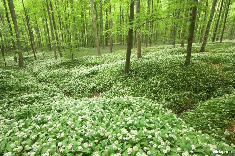 Hallerbos