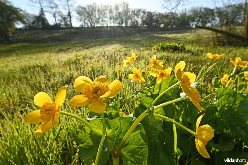 Natuurreservaat De Sulferberg