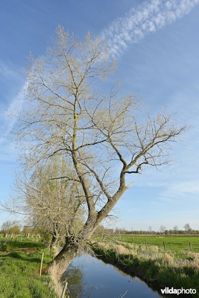 Vallei van de Oude Kale