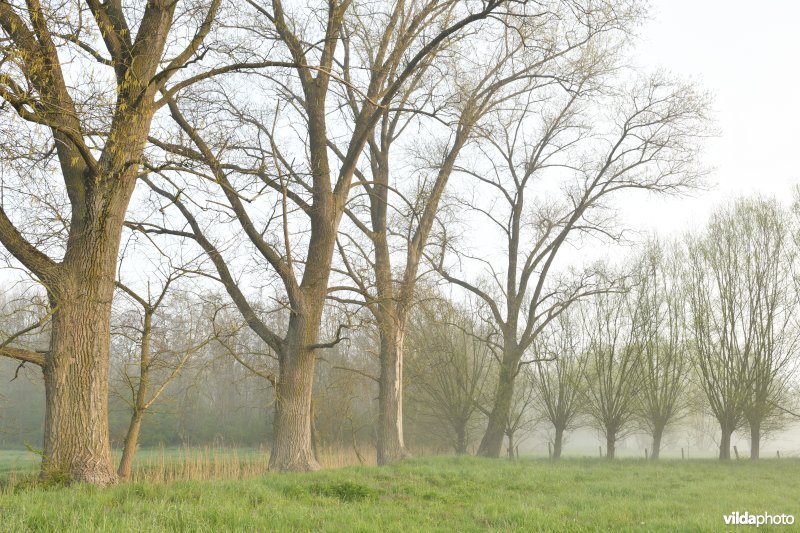 Vondelmeersen in Grammene