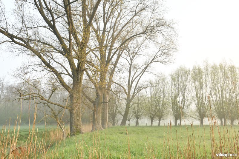 Vondelmeersen in Grammene