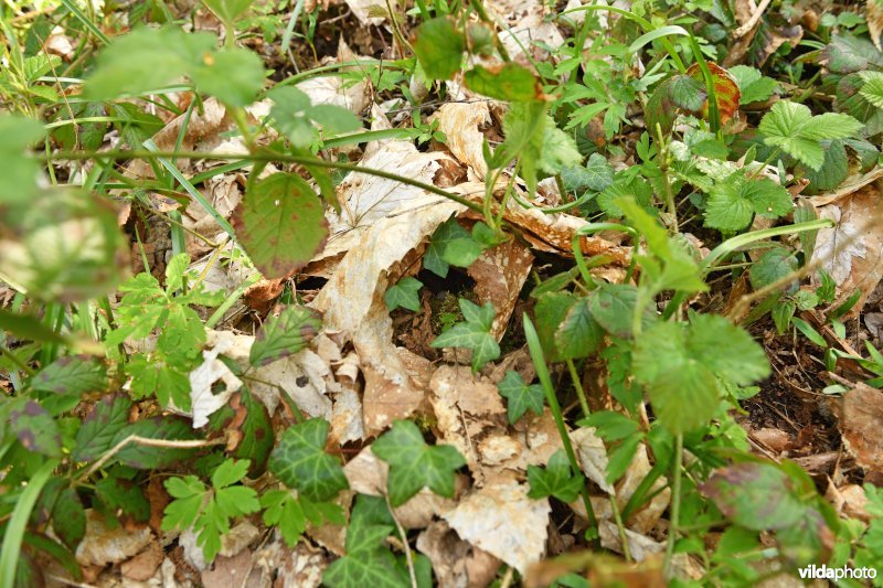 Roodborstnestje