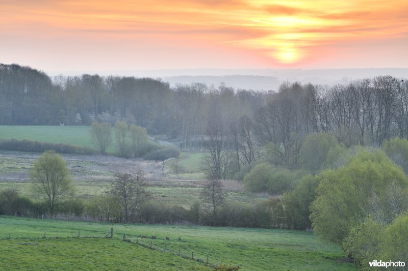 4 Reeën op de Scherpenberg bij zonsopgang