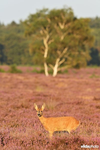 Reegeit op de heide