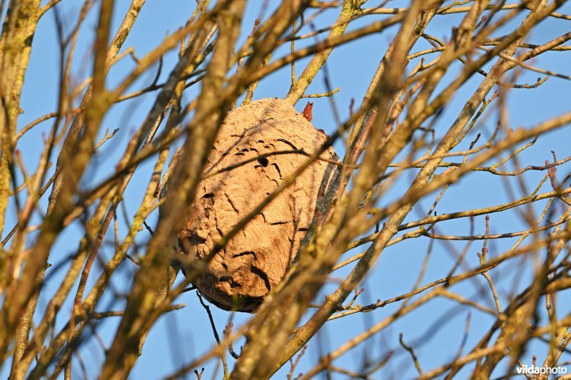 Nest van Aziatische hoornaar