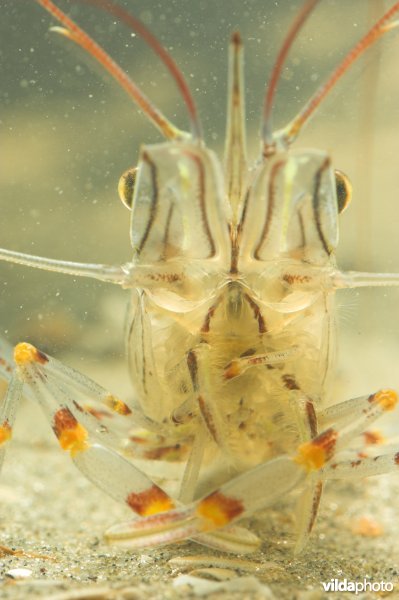 Gezaagde Steurgarnaal