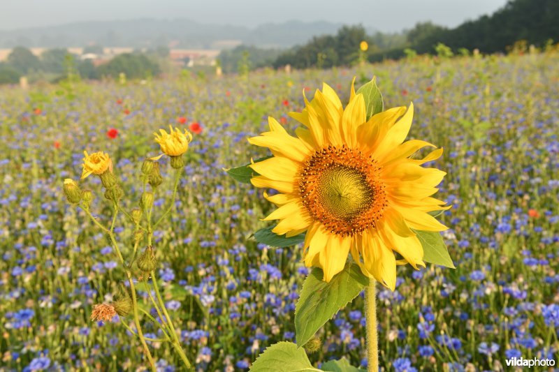 Natuurlijke akker met wilde bloemen