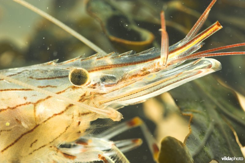 Gezaagde Steurgarnaal