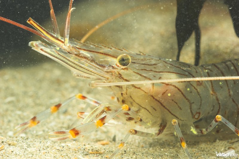 Gezaagde Steurgarnaal