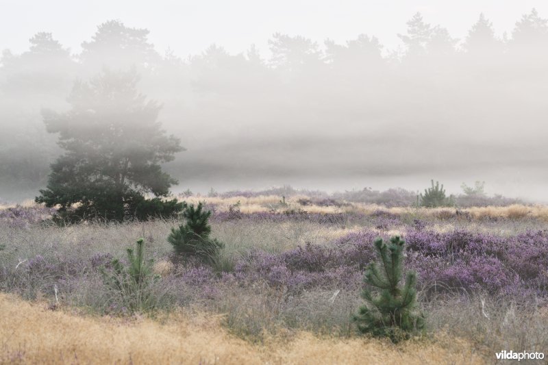Groote Heide - Leenderheide