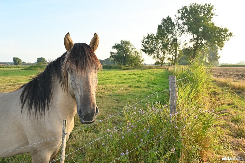 De Grote Geule