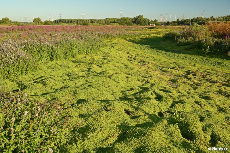 Watercrassula in de Vlakte van Zwijndrecht