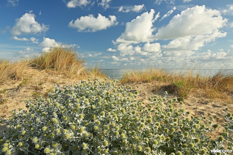 Blauwe zeedistel aan de Zwinmonding