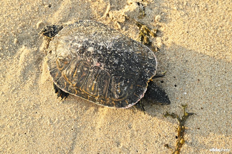 Aangespoelde Roodwangschildpad op het strand