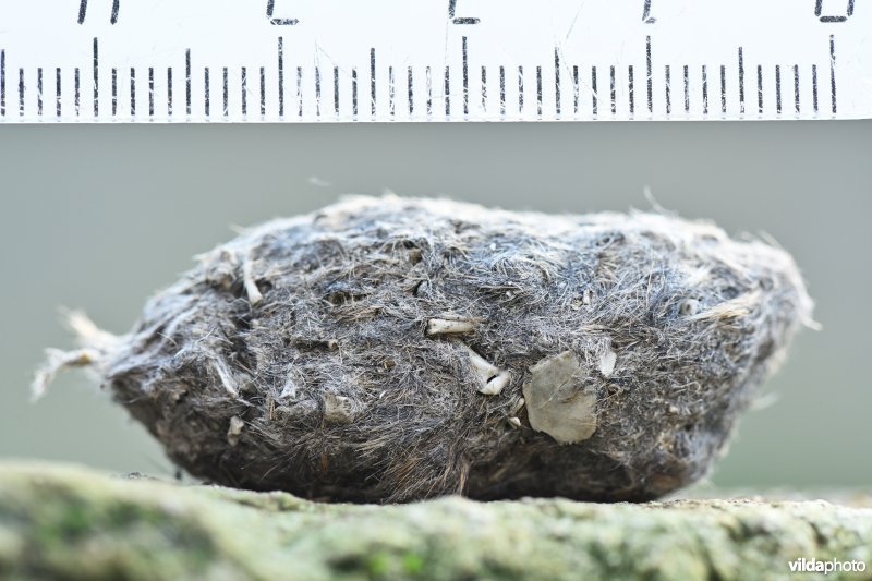 Braakbal van Blauwe kiekendief