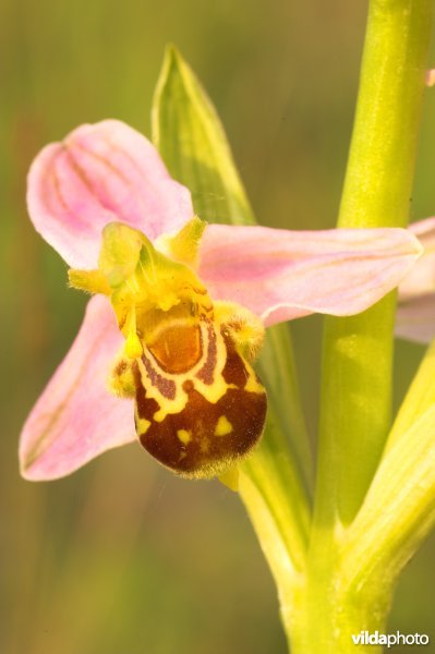Bijenorchis