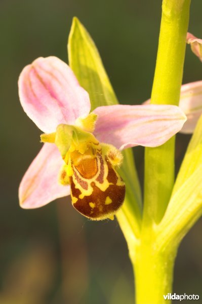 Bijenorchis