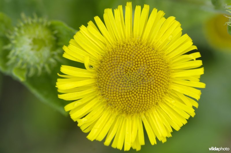 Bloem van heelblaadjes