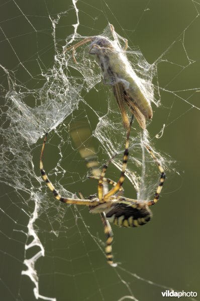 Tijgerspin met prooi