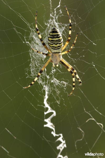 Tijgerspin in haar web