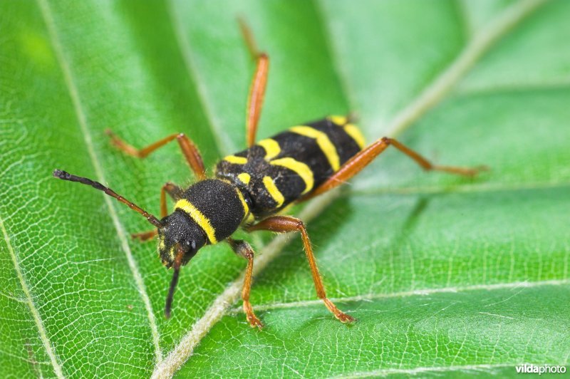 Kleine wespeboktor