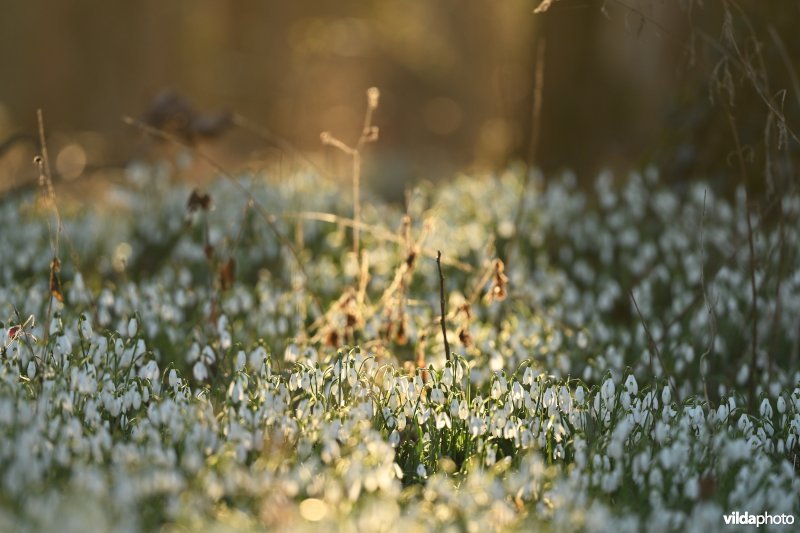 Gewone sneeuwklokjes