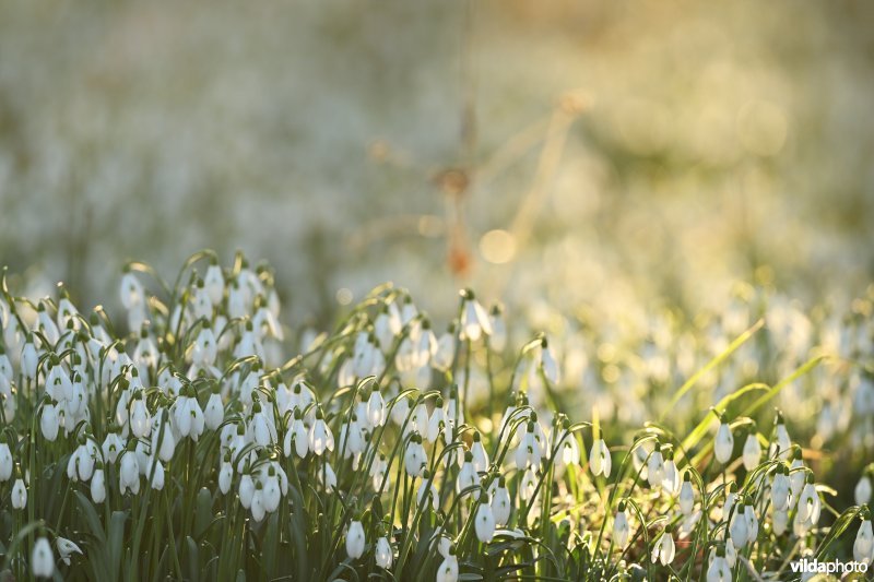 Gewone sneeuwklokjes