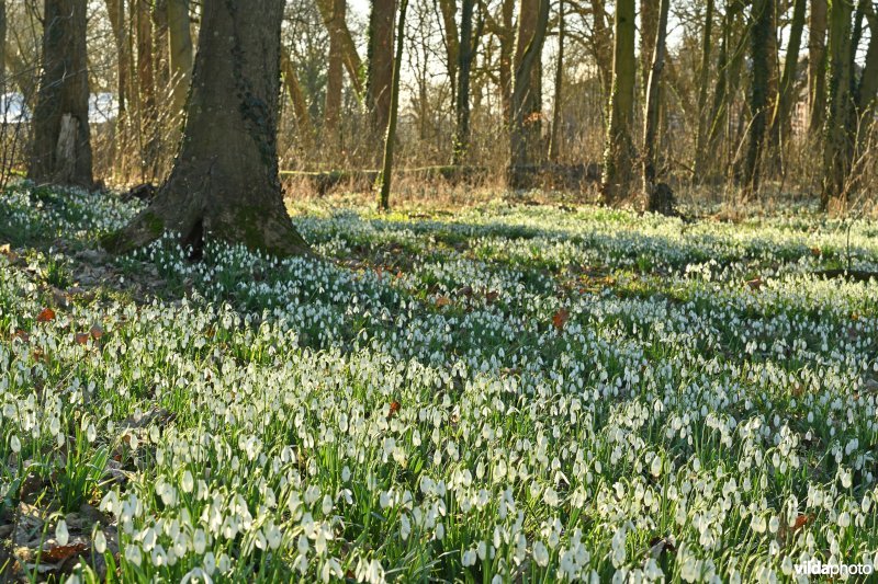 Gewone sneeuwklokjes