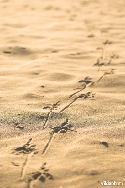 Sporen in het zand