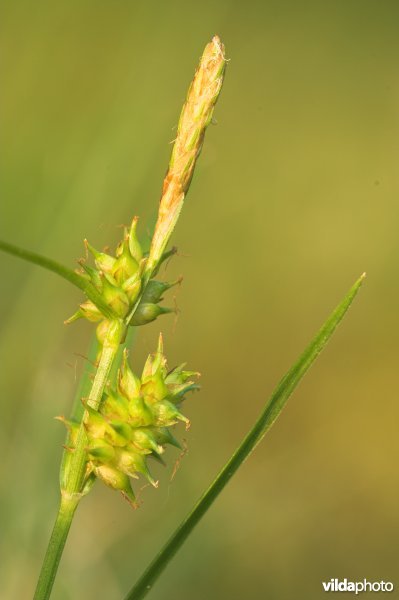 Geelgroene zegge